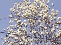 -桃花堤公园