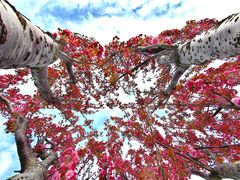 -石岛赤山风景区