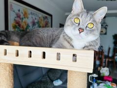 -天使宠物医院·犬猫分诊(彩虹店)