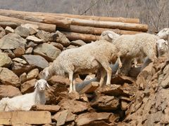 -敛巧饭民俗文化节