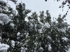 -宫廷糕点铺