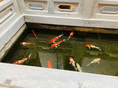 -鲤院·新中式美学·庭院餐厅(夫子庙店)