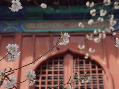 -大觉寺-停车场