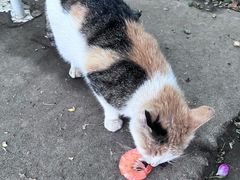 -红栌温泉山庄生态美食餐厅