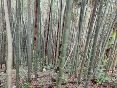 -龙坞茶村