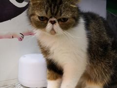 -李小姐の猫咖啡馆(五角场店)