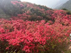 -木兰云雾山