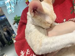 -琪喵猫屋·撸猫猫咖·猫舍