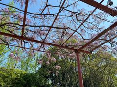 -嘉定紫藤园