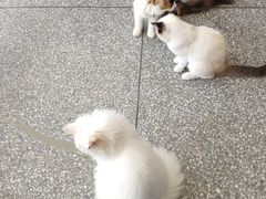 -绒爪撸猫下午茶·猫咖