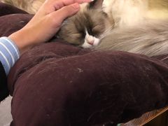 -猫色咖啡·猫咖