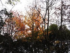 -昆山城市生态森林公园