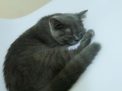 -李小姐の猫咖啡馆(五角场店)