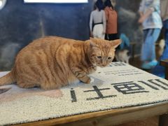 -猫猫幼稚园·撸猫·桌游·电玩