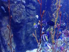 -太平洋海底世界