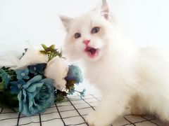 -东方名猫馆·英短金渐层布偶猫舍(环线广场1号楼店)