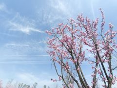 -花开海上生态园