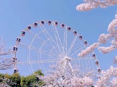 -顾村公园