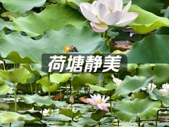 -荔湾湖公园