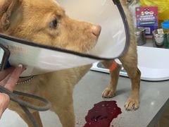 -爱侣宠医·鹦鹉专科·小型哺乳类·异宠专科(灵石路店)