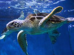 -青岛海底世界-水族馆