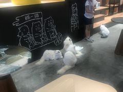 -瞄一喵猫咖(格力海岸店)