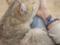 -有喵·猫咖·狗咖·30几只猫10只小狗(岗厦店)