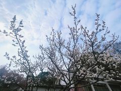 -无锡梅园公园