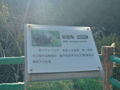 -广东惠东海龟国家级自然保护区