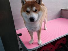 -宠福鑫康馨动物医院·骨科·眼科