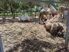 -长白岛森林公园