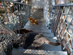 -喵屿·大理花园猫咖