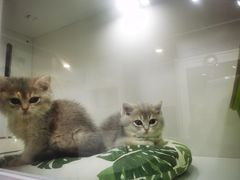 -青奢宠物·青奢猫舍