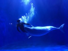 -多彩贵州城极地海洋世界