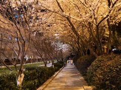 -武汉大学-樱园