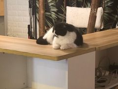 -平行世界·猫咖(首经贸店)