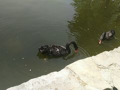 -石家庄市动物园