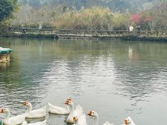 -靖西鹅泉风景区