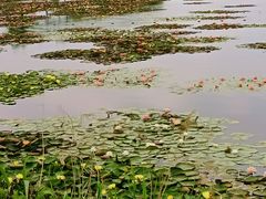 -亚沙水生植物园