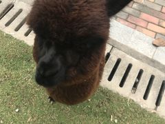 -灵玲国际马戏城