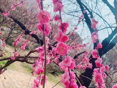 -南京古林公园