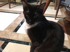 -猫色咖啡·猫咖