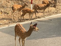 -清迈夜间动物园