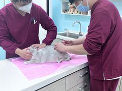 -北京观赏动物医院·24小时大型综合·猫专科·异宠专科