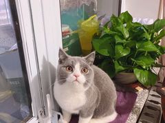-猫大福·Fortune Cat猫舍(百子湾店)