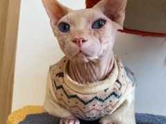 百香西柚-猫腻·猫咖·撸猫馆(星光大道店)