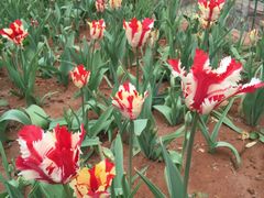 -洛阳郁金香牡丹园