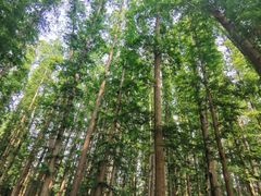-日照海滨国家森林公园