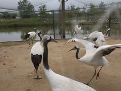 -盐城丹顶鹤湿地生态旅游区