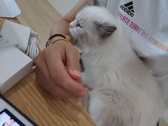 -有喵·猫咖·狗咖·30几只猫10只小狗(岗厦店)